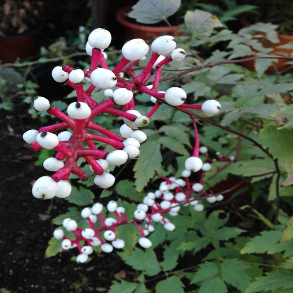 Actaea (Actaea pachypoda Misty Blue)
