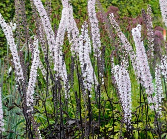 Zilverkaars (Actaea racemosa 'James Compton')