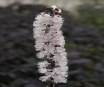 Zilverkaars (Actaea simplex 'Pink Spike')