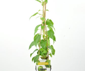 Mini-Kiwi (Actinidia arguta 'Geneva'(V))