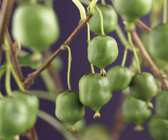 Kiwibes (Actinidia arguta 'Issai')