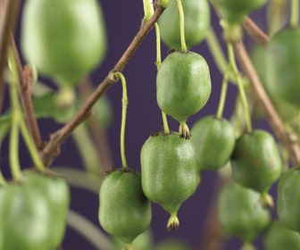 Kiwibes (Actinidia arguta 'Issai')