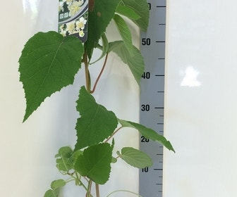 Kiwiplant (Actinidia  'Atlas')