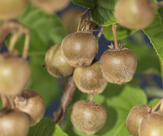 Kiwi (Actinidia deliciosa 'Hayward')