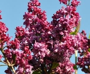 Sering (Syringa vulgaris 'Adelaide Dunbar')