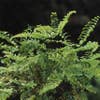 Venushaar/varen (Adiantum pedatum)