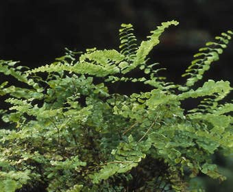 Venushaar/varen (Adiantum pedatum)