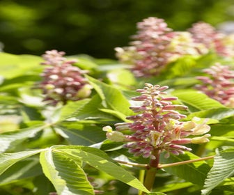 Rode kastanje (Aesculus pavia 'Discolor')