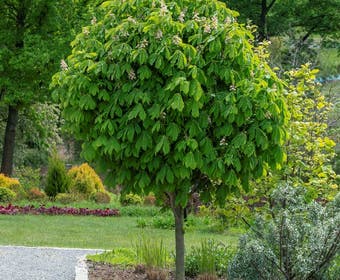 Bolkastanje (Aesculus hippocastanum 'Umbraculifera')