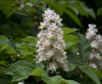 Witte paardenkastanje (Aesculus hippocastanum)