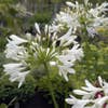 Afrikaanse lelie (Agapanthus africanus 'Albus')