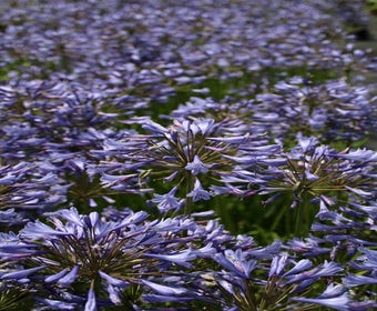 Afrikaanse lelie (Agapanthus africanus)