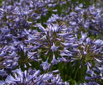Afrikaanse lelie (Agapanthus africanus)
