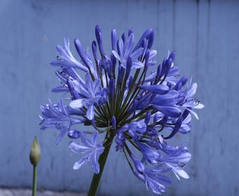 Afrikaanse lelie (Agapanthus 'Ever Sapphire')