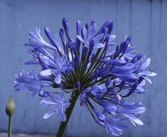 Afrikaanse lelie (Agapanthus 'Ever Sapphire')