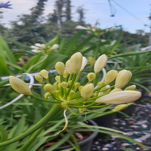 Pianta Di Agapanthus (Agapanthus Umbellatus Albus) - Giglio Del Nilo A Fiori Bianchi, Pianta Perenne Rizomatosa