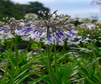 Afrikaanse lelie (Agapanthus 'Fireworks')