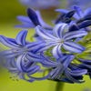 Afrikaanse lelie (Agapanthus 'Northern Star')