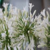 Agapanthus 'Polar Ice' 