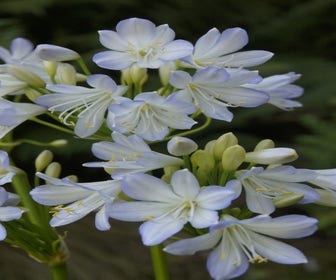 Afrikaanse lelie (Agapanthus africanus 'Silver Baby')