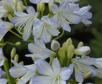 Afrikaanse lelie (Agapanthus africanus 'Silver Baby')