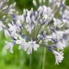 Afrikaanse lelie (Agapanthus 'Twister')