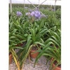 Afrikaanse lelie (Agapanthus umbellatus 'Ovatus')