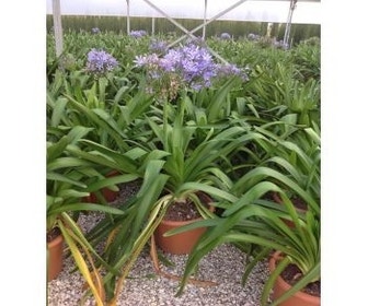 Afrikaanse lelie (Agapanthus umbellatus 'Ovatus')
