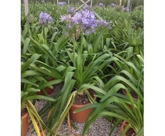 Afrikaanse lelie (Agapanthus umbellatus 'Ovatus')