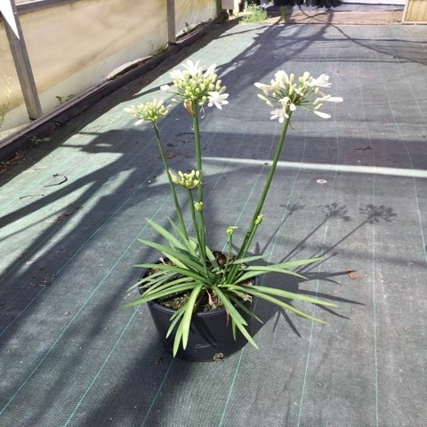 Agapanthus 'White Storm'