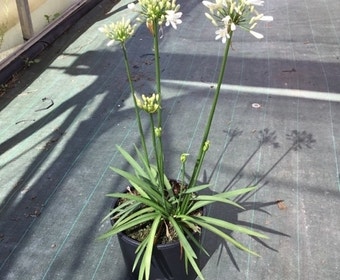 Afrikaanse lelie (Agapanthus 'White Storm')