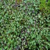 Dropnetel (Agastache 'After Eight')
