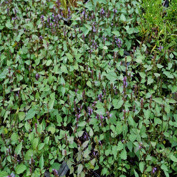 Dropnetel (Agastache 'After Eight')