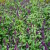 Dropplant (Agastache 'Blue Boa') BIO