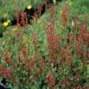 Dropnetel (Agastache 'Kudos Red')