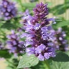 Droppplant (Agastache 'Black Adder') BIO