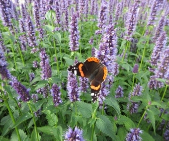 Droppplant (Agastache 'Black Adder') BIO