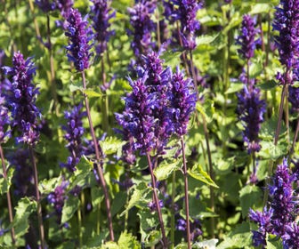 Dropplant (Agastache 'Blue Boa') BIO