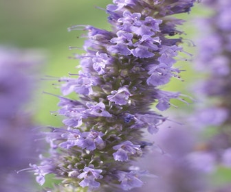 Dropplant  (Agastache 'Blue Fortune') BIO