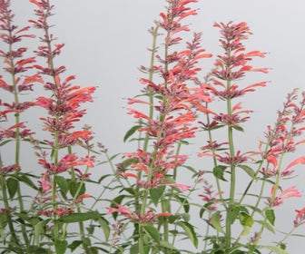 Dropnetel (Agastache 'Fleur')