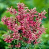 Dropplant (Agastache mexicana 'Red Fortune')