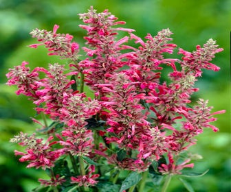 Dropplant (Agastache mexicana 'Red Fortune')