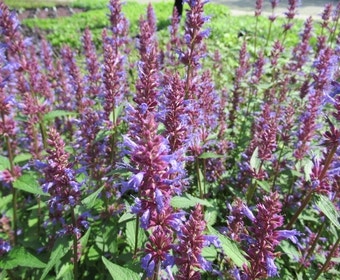 Dropplant (Agastache 'Purple Haze')