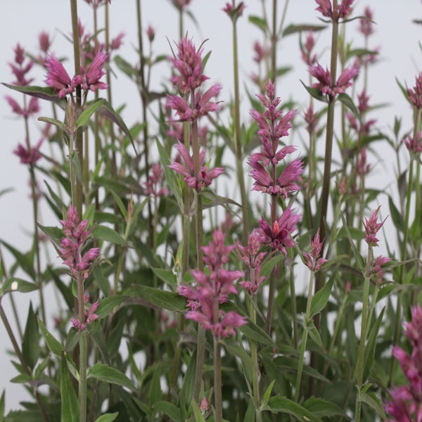 Dropnetel (Agastache 'Rosie Posie')