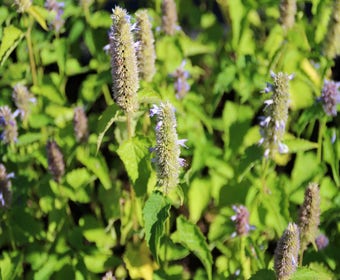 Dropplant (Agastache rugosa)