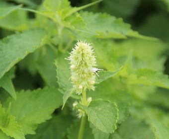 Dropplant (Agastache rugosa 'Alabaster')