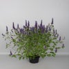 Dropnetel (Agastache rugosa 'Little Adder')