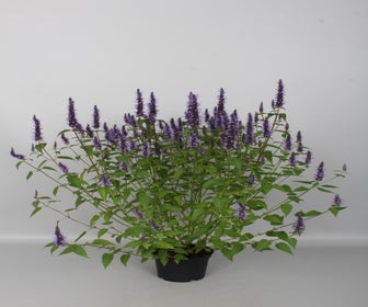 Dropnetel (Agastache rugosa 'Little Adder')