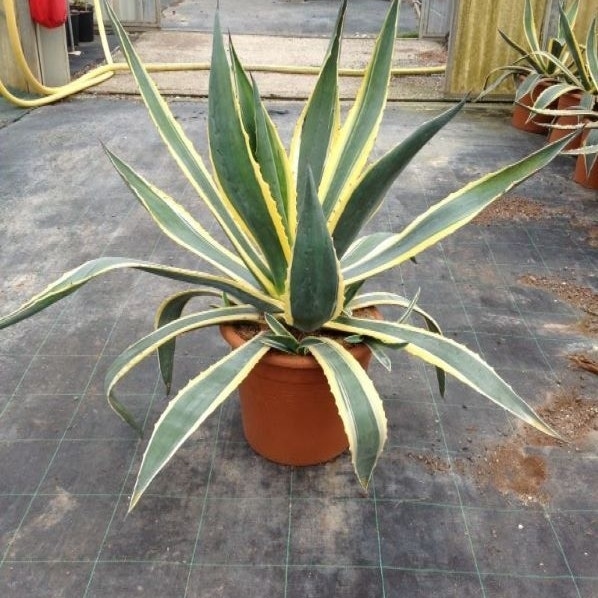 Agave (Agave americana 'Variegata')