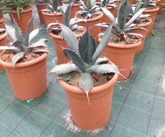 Agave  (Agave 'Ferox')